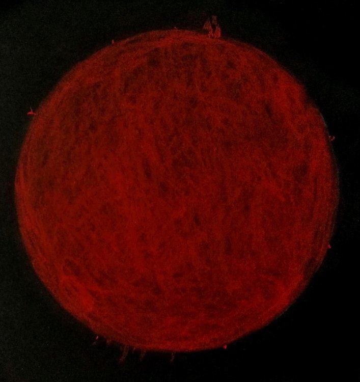 SOLEIL H ALPHA - 25 AOUT 2019 -.jpg