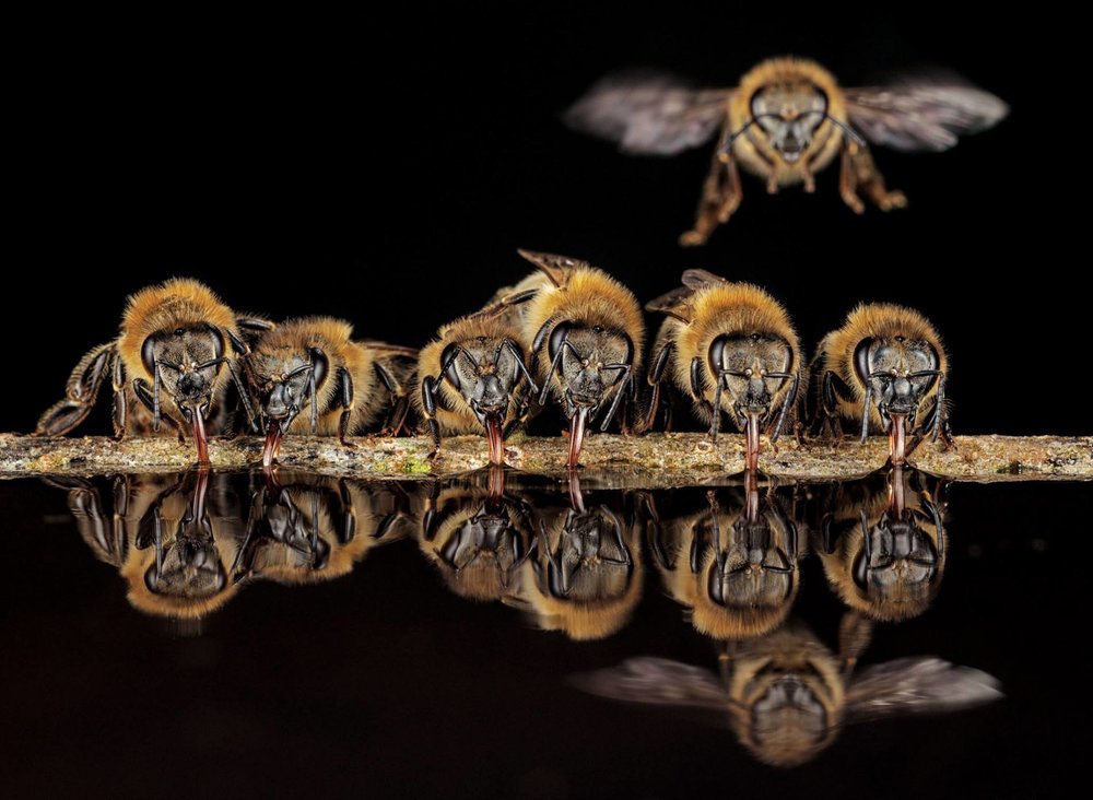 bees-drinking-water.jpg