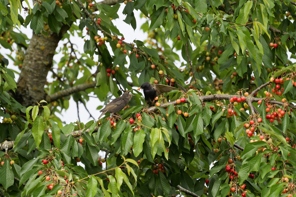 DSC06175_DxO Peg .jpg