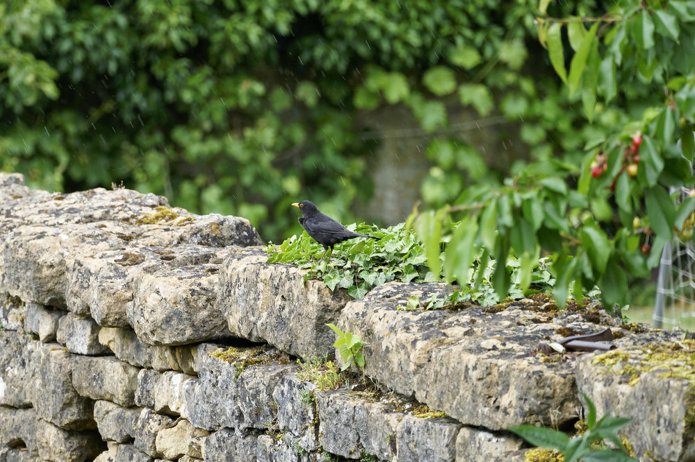 DSC06166_DxO Peg .jpg