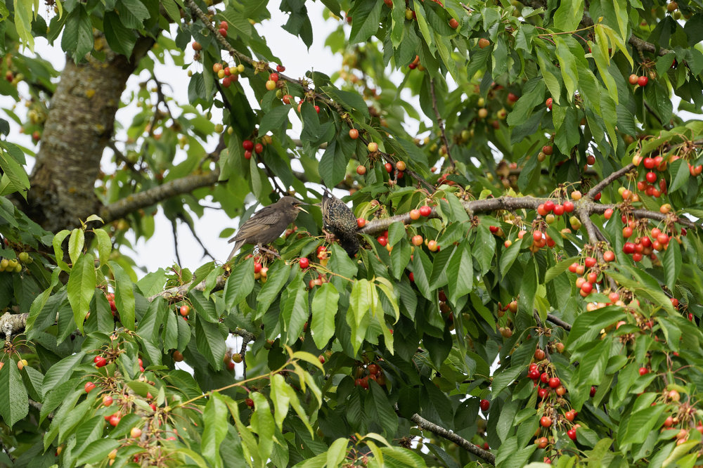 DSC06176_DxO Peg .jpg