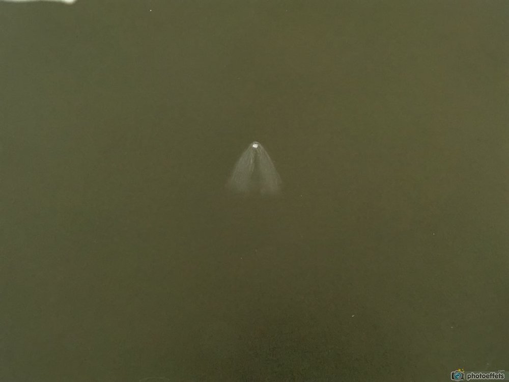 NEOWISE négatif.jpg