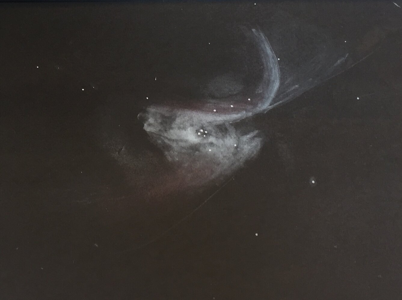 orion coeur T400 01 03 21.jpg 2.jpg