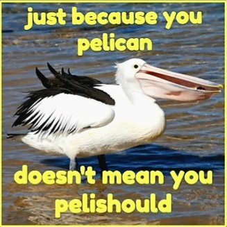 Pelican.jpg.729214ffa0708d68df11bdec698aa2c7.jpg