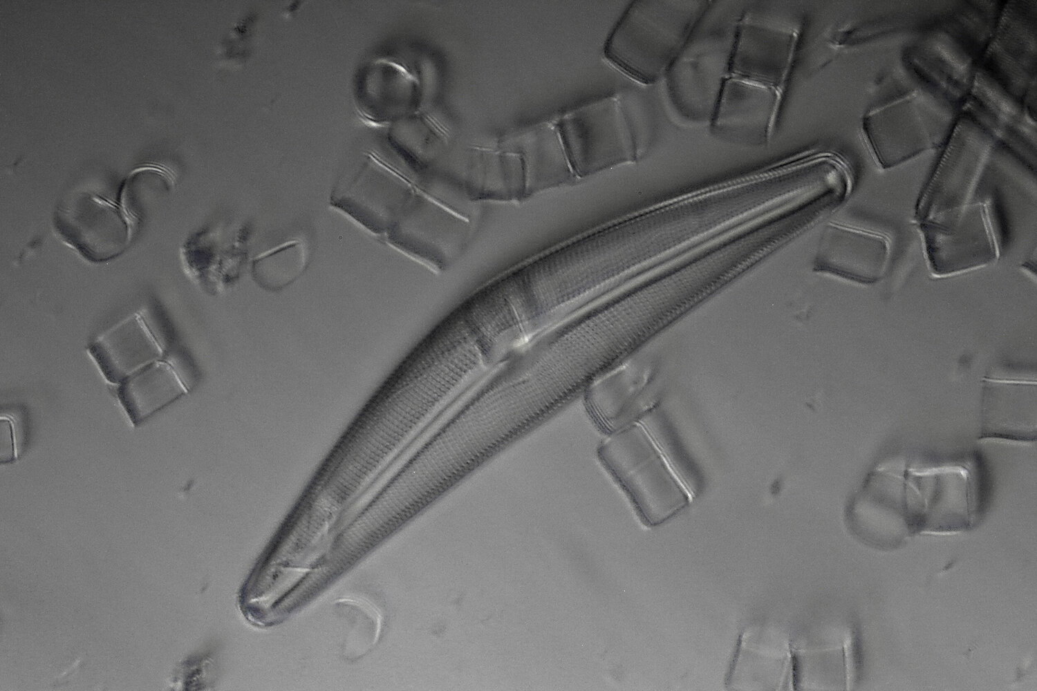 diatom001.thumb.jpg.5741dfba66962927514618243a988f24.jpg