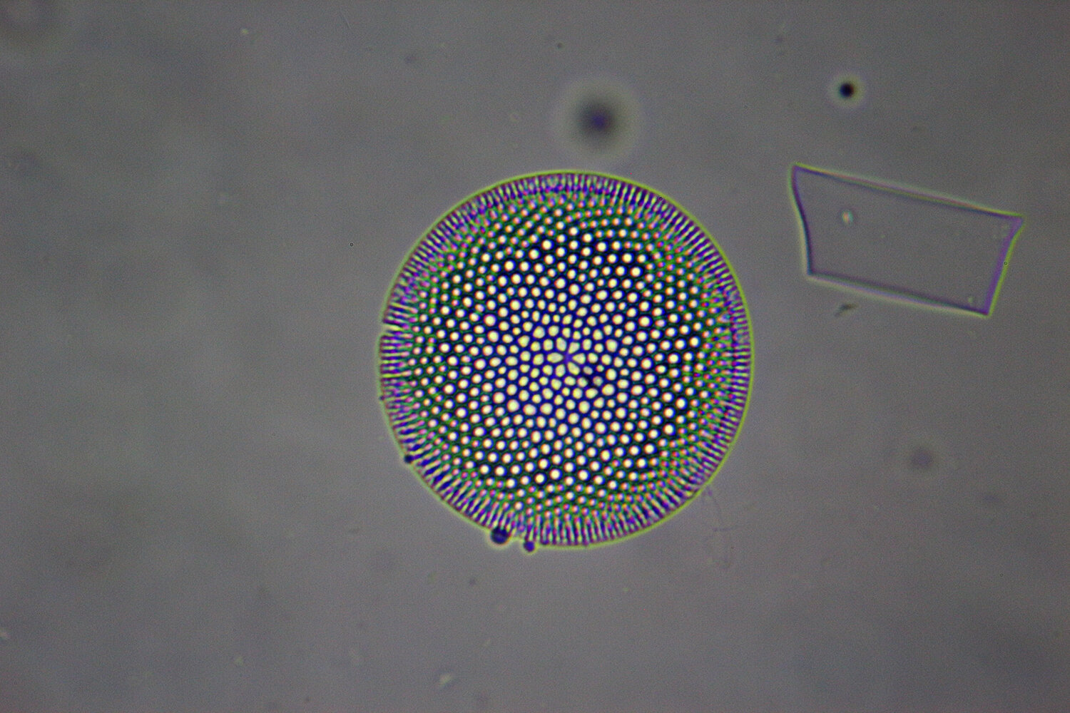 diatom002.thumb.jpg.637b664358bb7b51f5ba627ec9ebd6f4.jpg