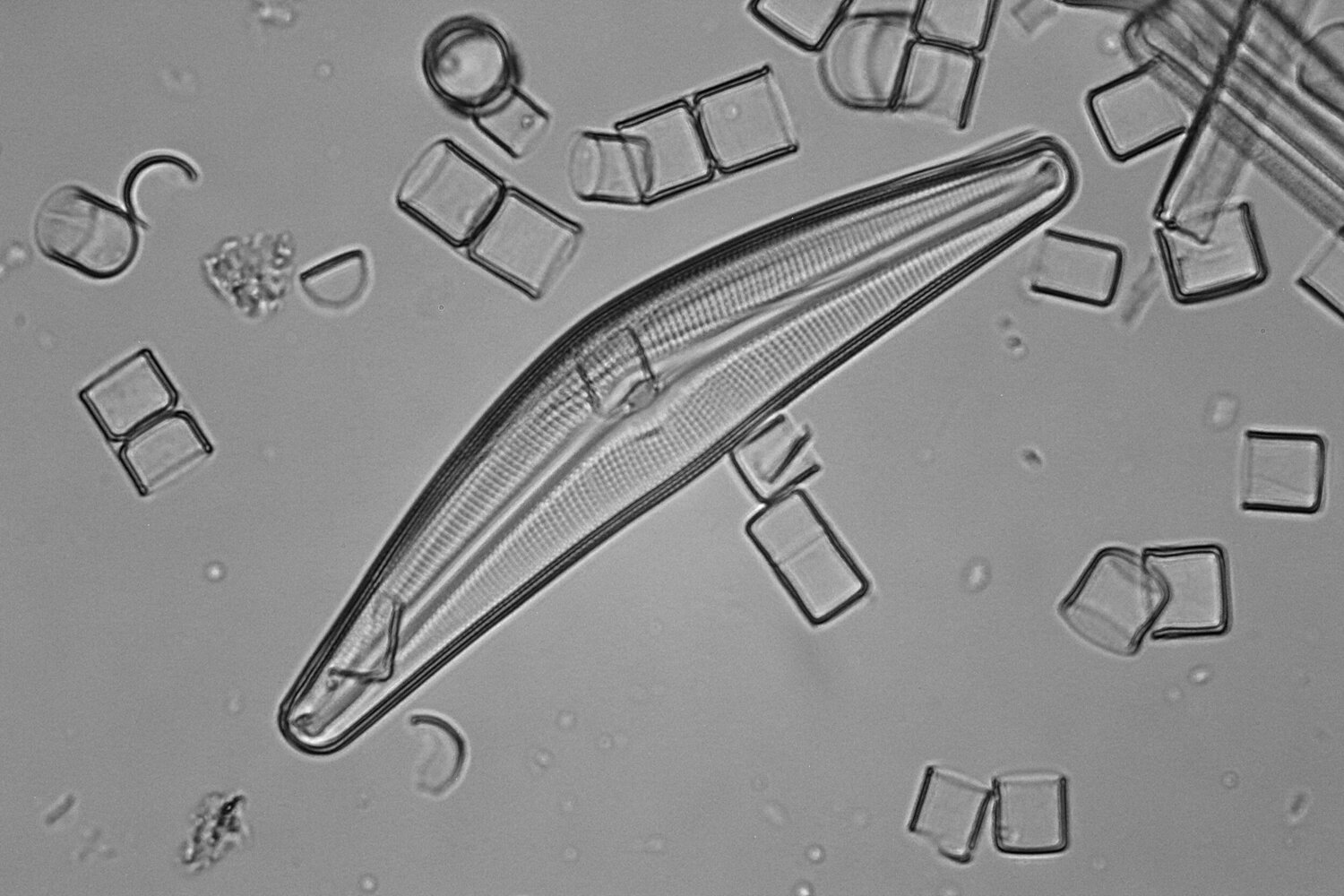 diatom003.thumb.jpg.cba68142d8540a04edc4e3bd0f366c83.jpg