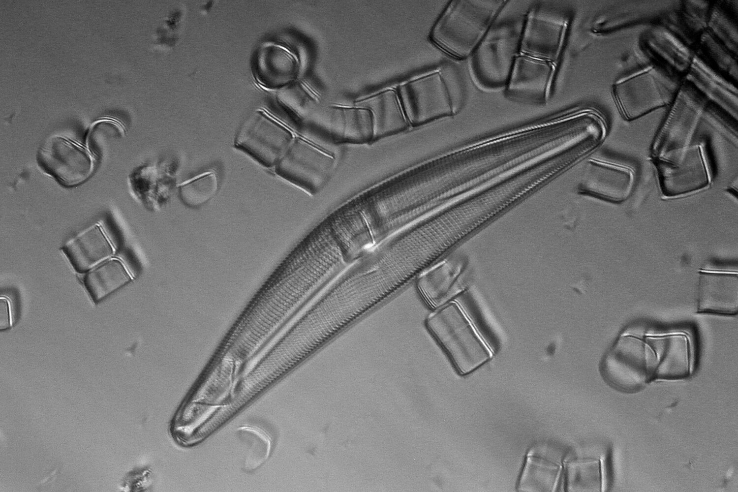 diatom004.thumb.jpg.2c2711a39b24b26f23f2d7645344c840.jpg
