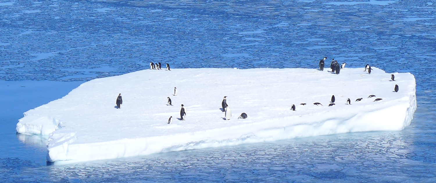 iceberg_a_manchots.png