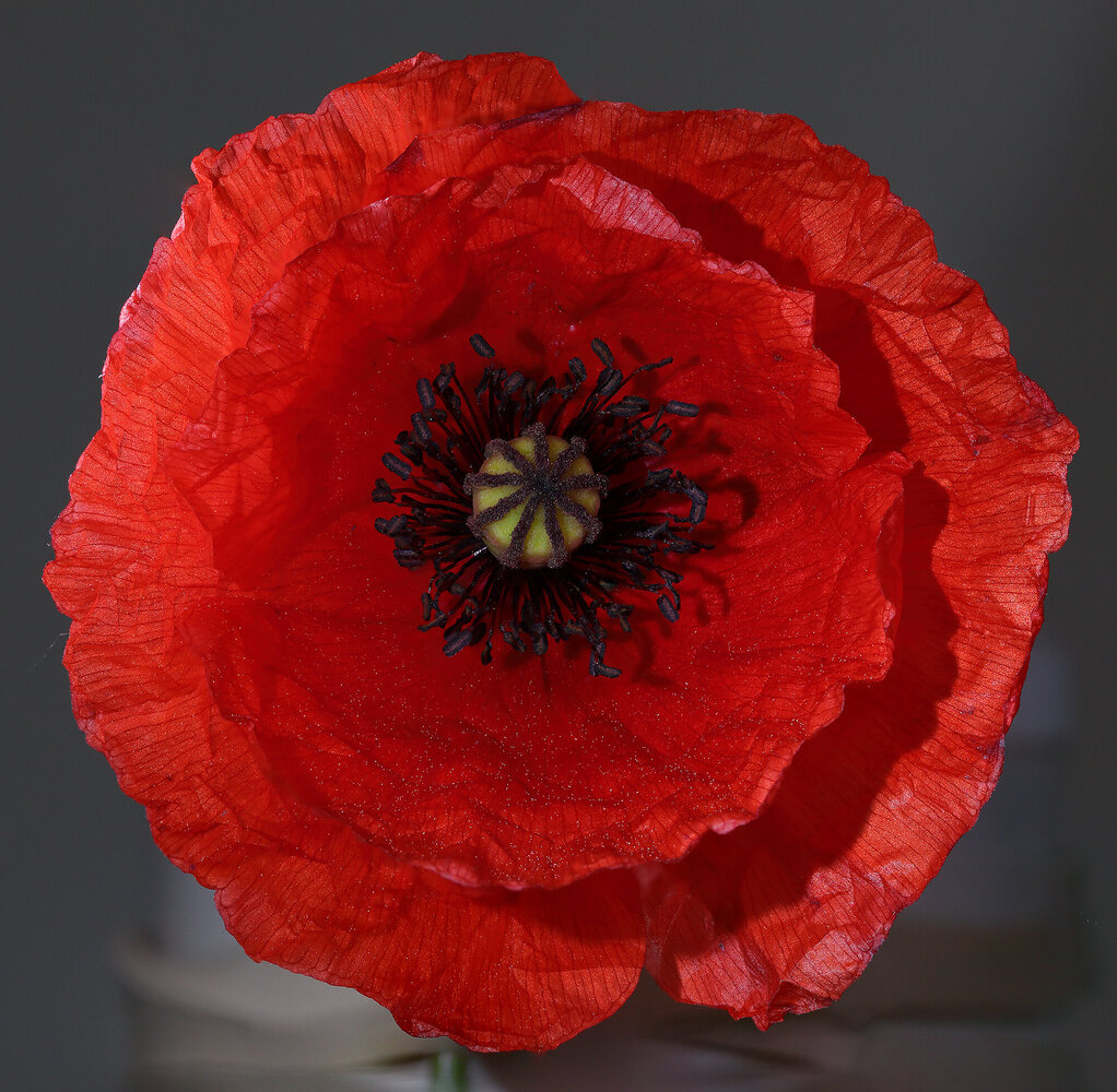 coquelicot_WA.thumb.jpg.5c5ded68bf3e997c5c3286e093e90d52.jpg