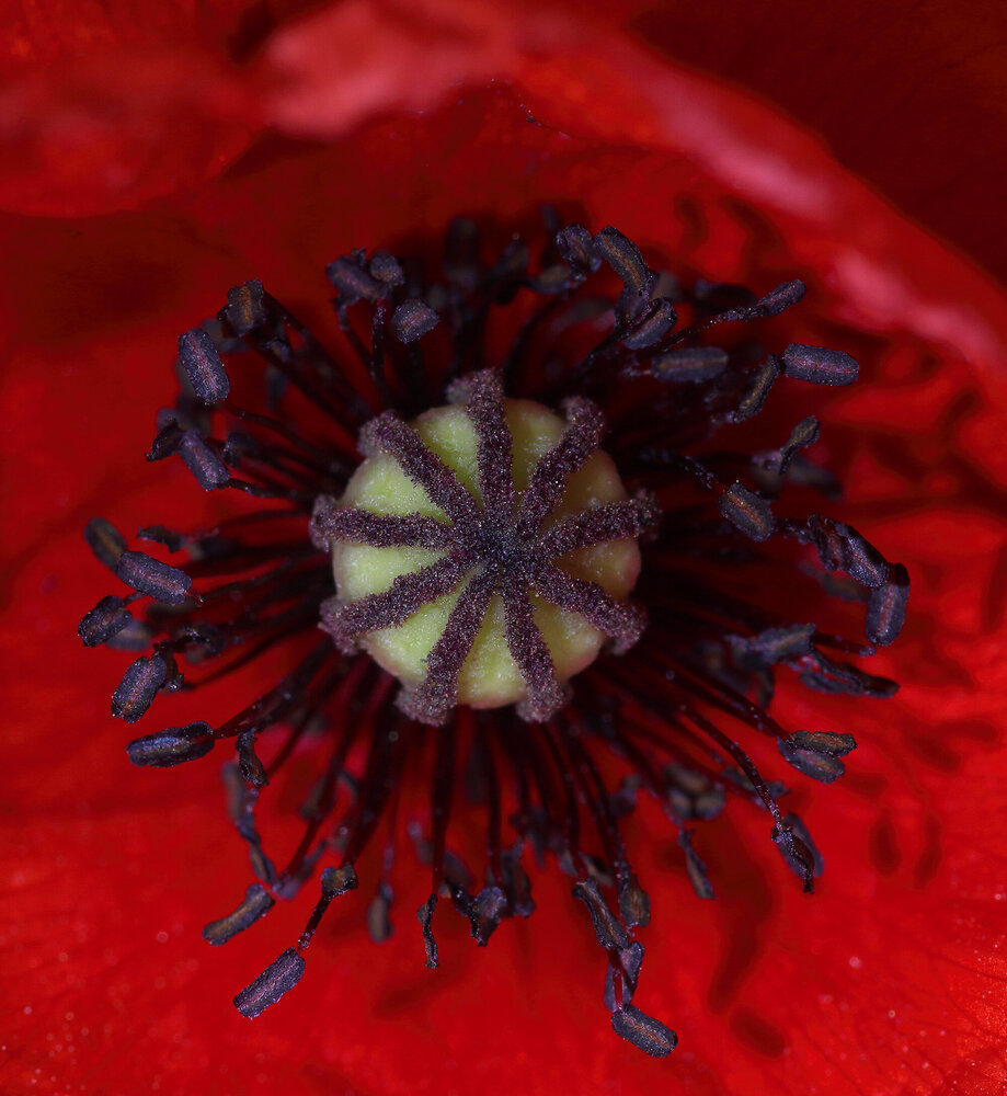 coquelicot_WA.thumb.jpg.5d6f1dcaf7e9f47fa9e7beb0238fcb45.jpg