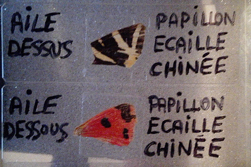 lames_ailes_papillon.jpg.aef10962808d1b000bcd30518911757a.jpg