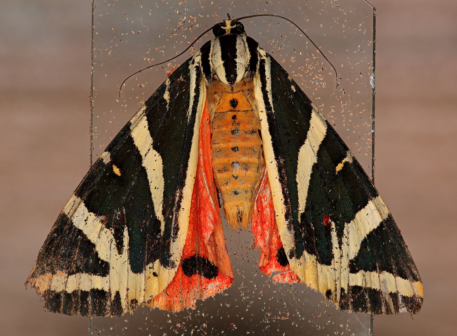 papillon_dessusWA.thumb.jpg.197522e4eb476f7b71821f6d467a4c32.jpg