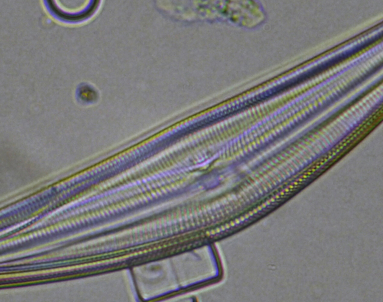 diatomee_Lumix_40x_1500_barlow-x2px_ac.thumb.jpg.5267439236b185a3784518eac4c7bff9.jpg