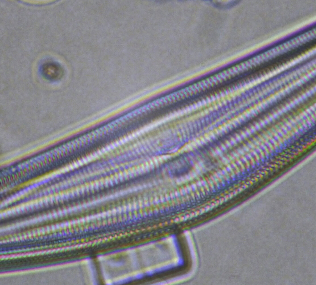 diatomee_Lumix_40x_1500_barlow-x3px.thumb.jpg.eb4cac4c0ed701a5c88fc32c01a60175.jpg