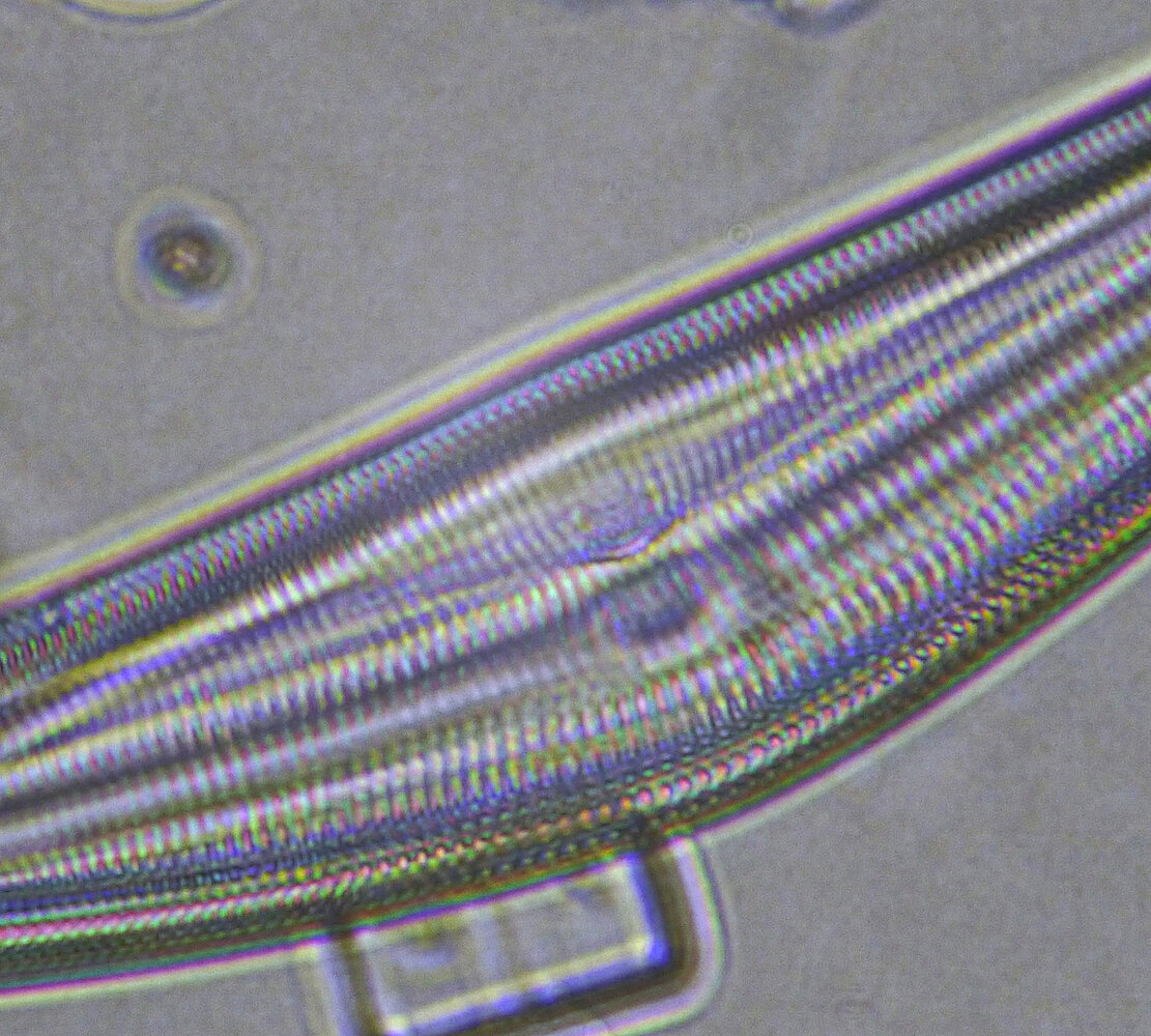 diatomee_Lumix_40x_1500_barlow-x3px_ac.thumb.jpg.fdc75b80f8b215750b86dd0eded2f5bb.jpg