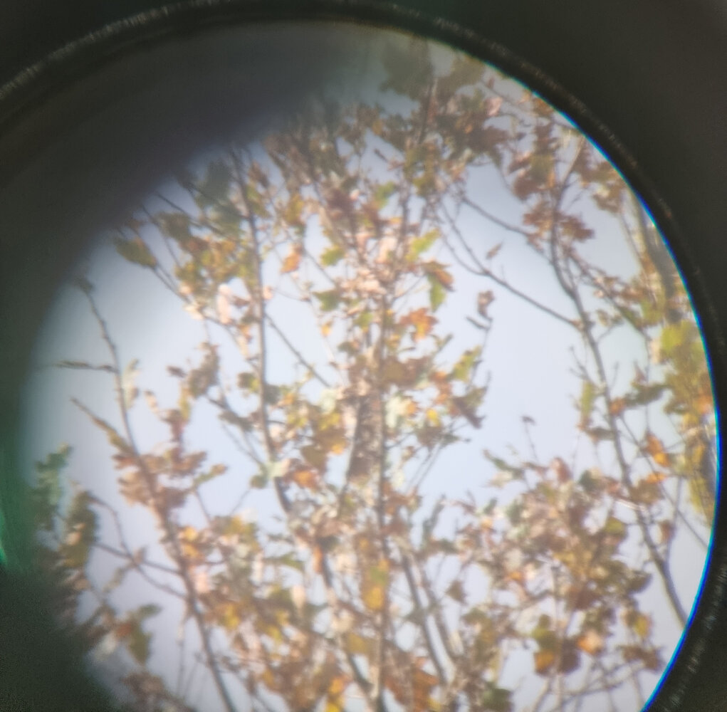 0 - Arbres à 100m avec oculaire 14mm et mise au point au mieux - 02 (recadrée).jpg