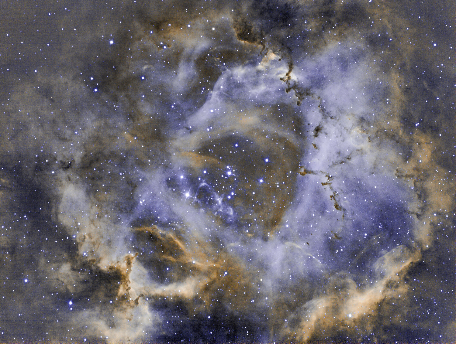 detail de la rosette.jpg