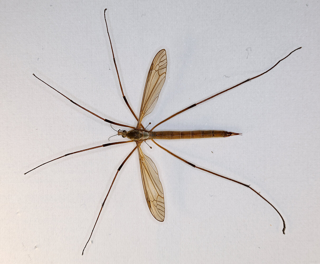 tipula_macro_dorsale.thumb.jpg.e95881a3bd8415f6b64c565ce5a5bfea.jpg