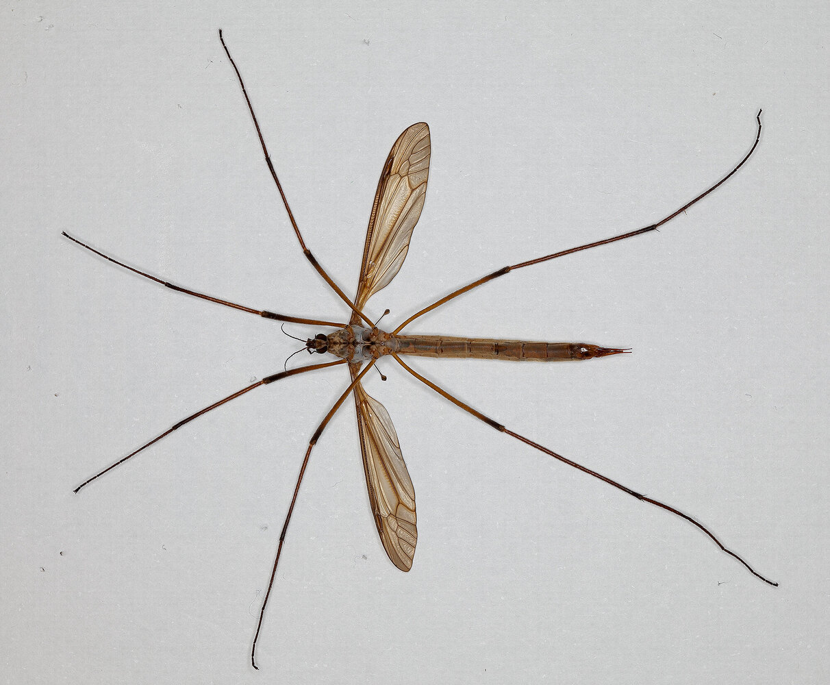 tipula_macro_ventrale.thumb.jpg.c08cf8ec5ea568e2302c2dd79e3fdd50.jpg