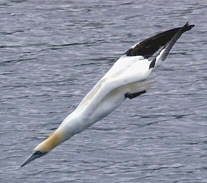 Gannet_(Morus_bassana)_Belmont_-_geograph_org.uk_-_529175.jpg.2942dcacf8a37dd5d885b8a46594d250.jpg