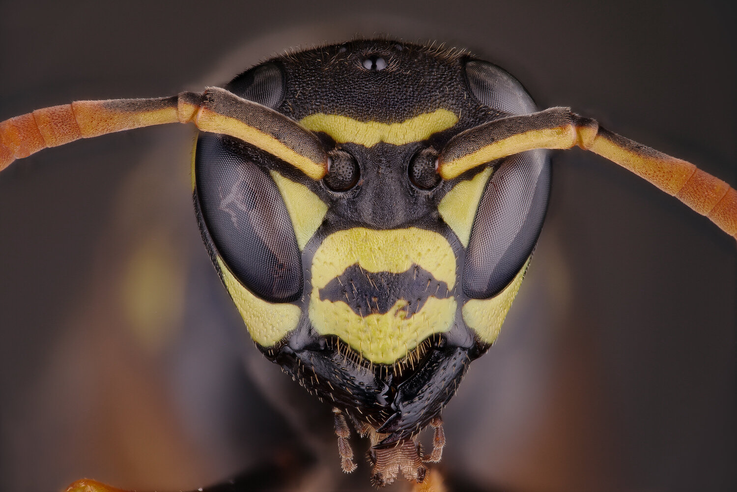guepe_face3000px.thumb.jpg.80b34ddd5616a13b7ca433558e990292.jpg