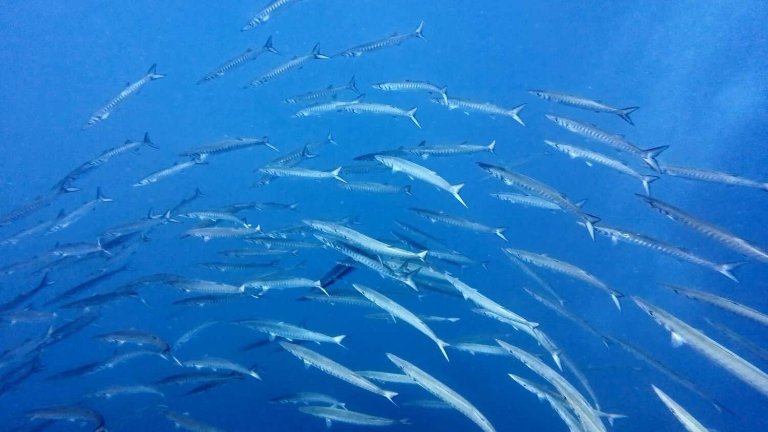 barracuda banc_2025-06-30_17-17-52-4.jpg