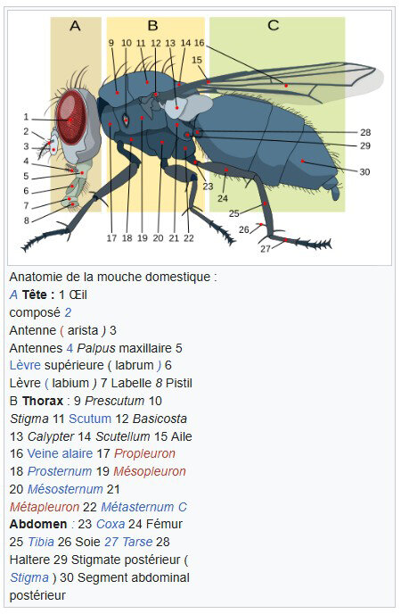 anatomie_mouche.jpg.a107fd7d7d5026087502f34a5853eca9.jpg